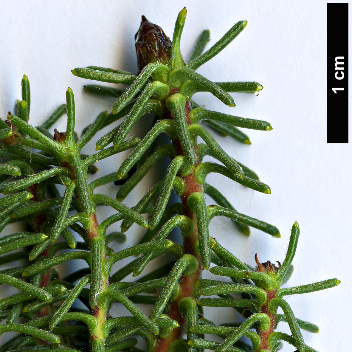 High resolution image: Family: Proteaceae - Genus: Petrophile - Taxon: ericifolia